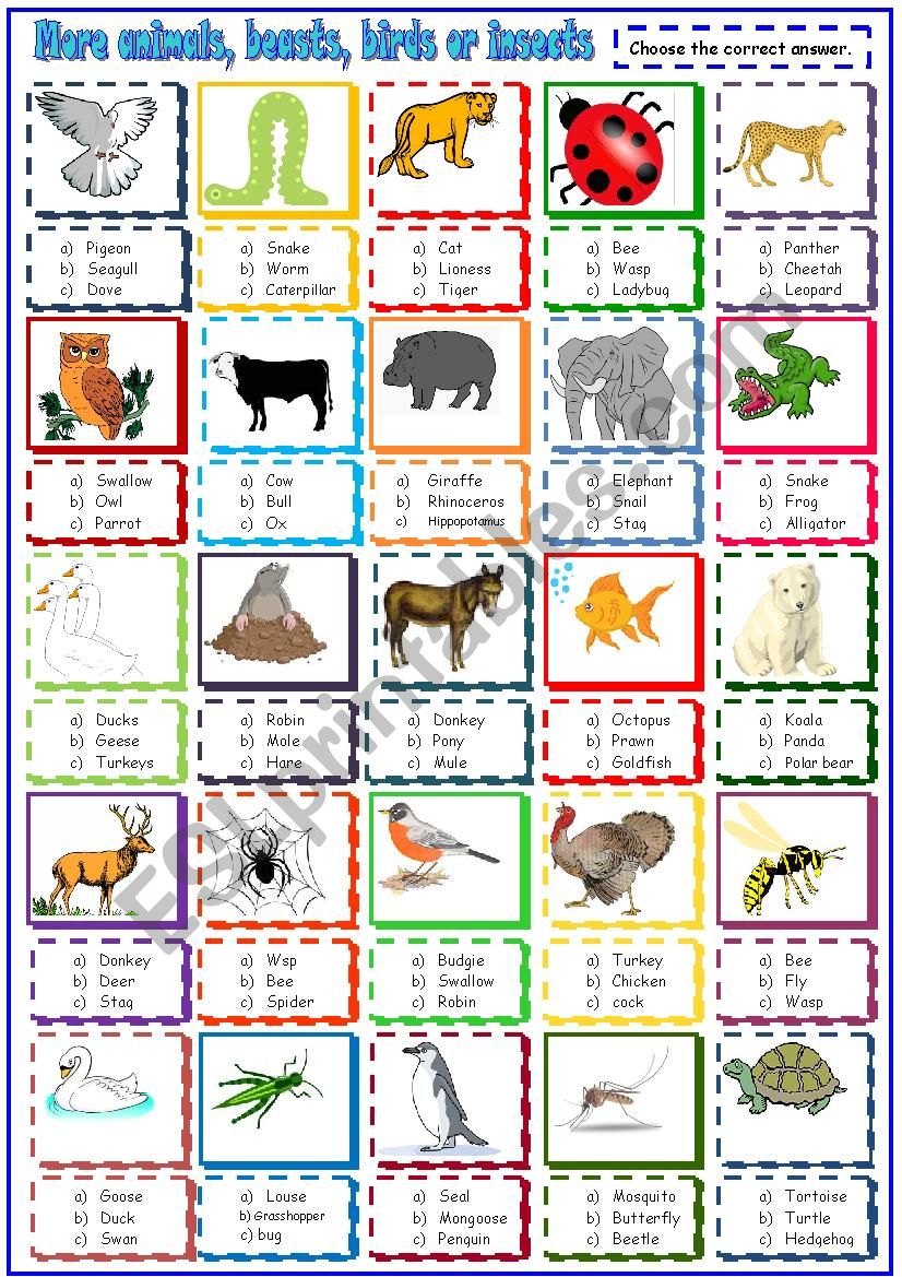 more animals beasts and birds:multiple choice activity