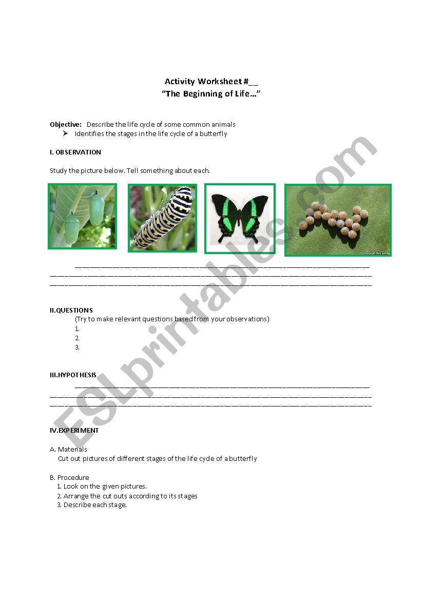 life cycle of common animals worksheet