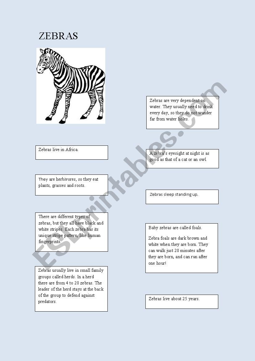 Animal facts: zebras worksheet