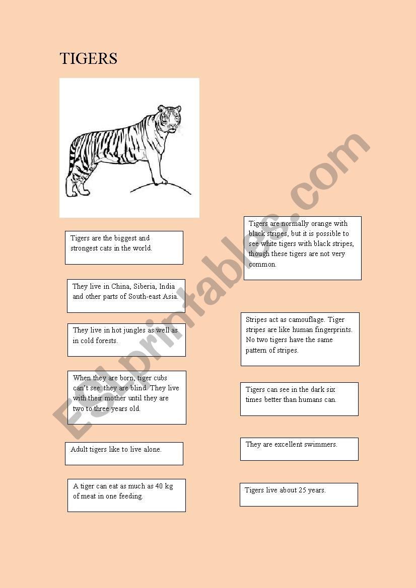 Animal facts: tigers worksheet