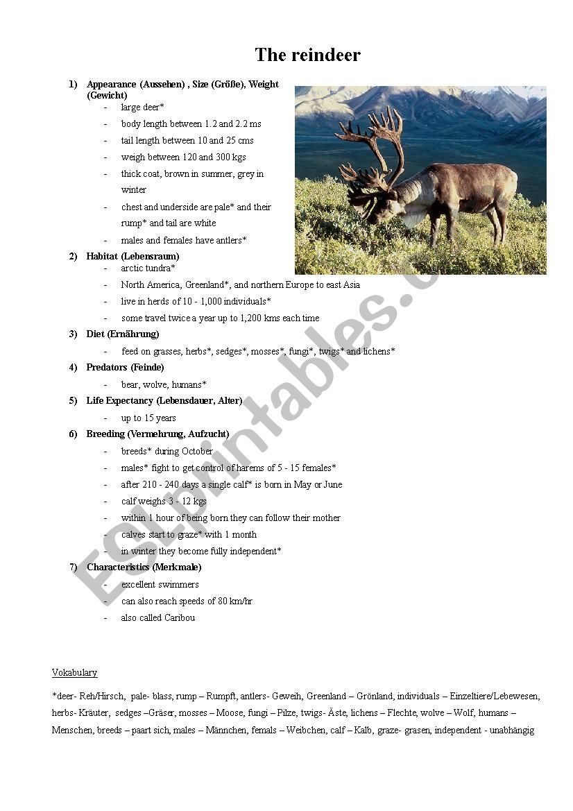 The reindeer worksheet