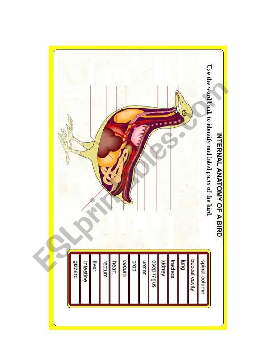 Internal parts of Hen worksheet