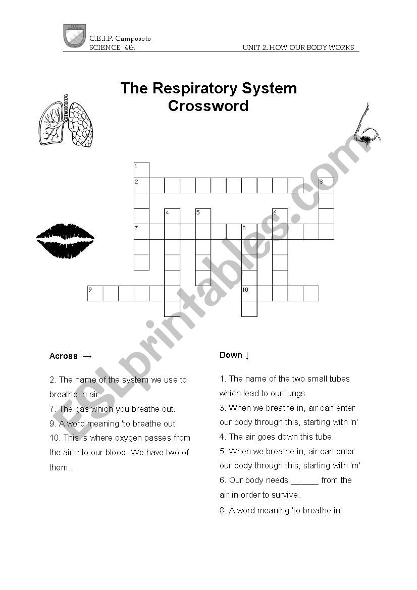 Respiratory System Crossword worksheet