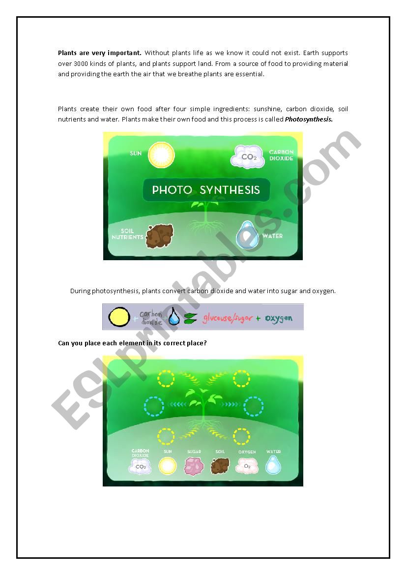 Photosynthesis worksheet