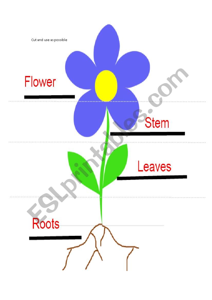 parts of flower worksheet