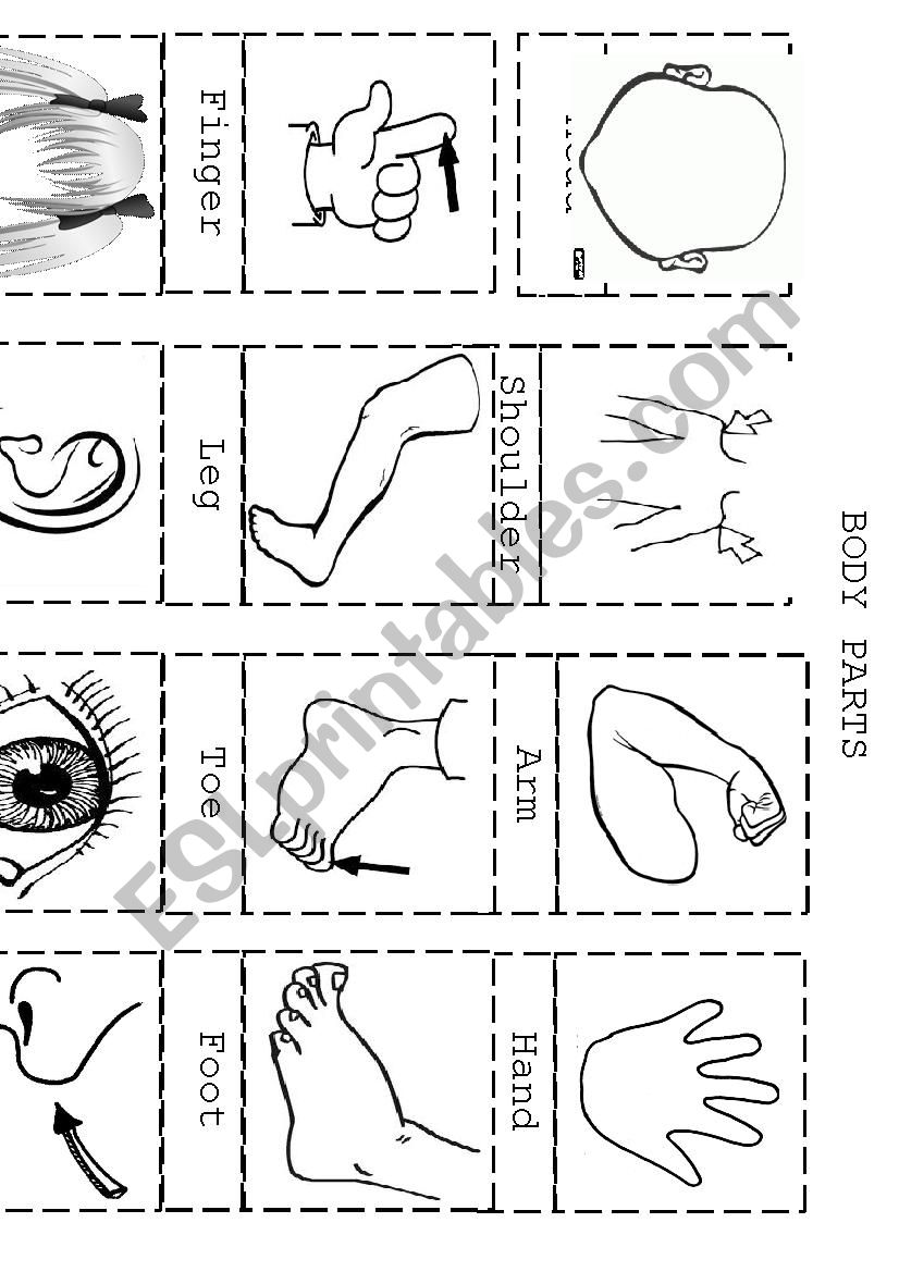 Body Parts Cut Paste Esl Worksheet By Mystery Sea