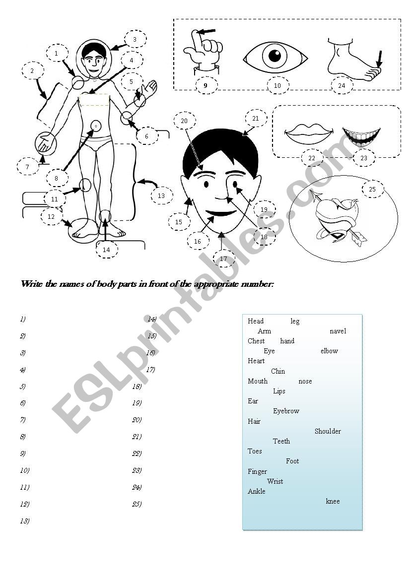 Body Parts worksheet