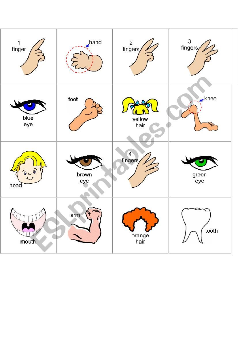 Parts of the body worksheet