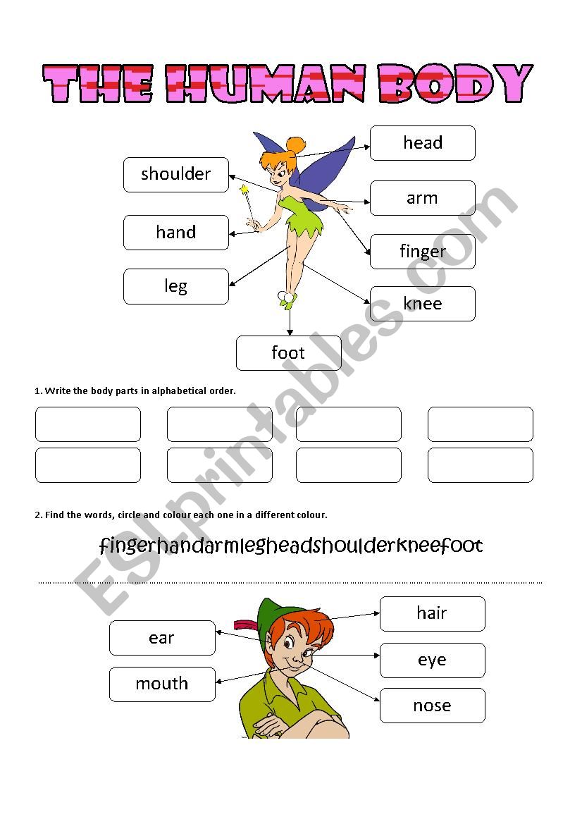 The Human Body worksheet