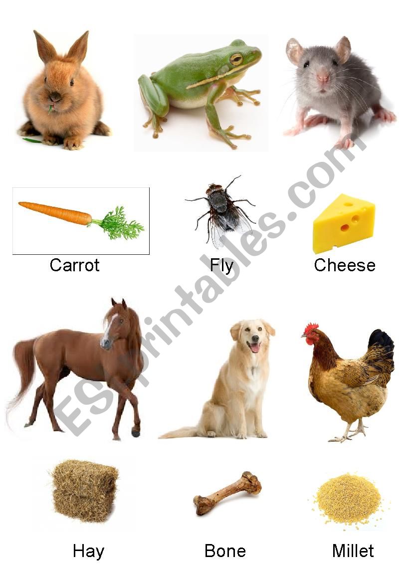 What Animal Eat Part 1 worksheet