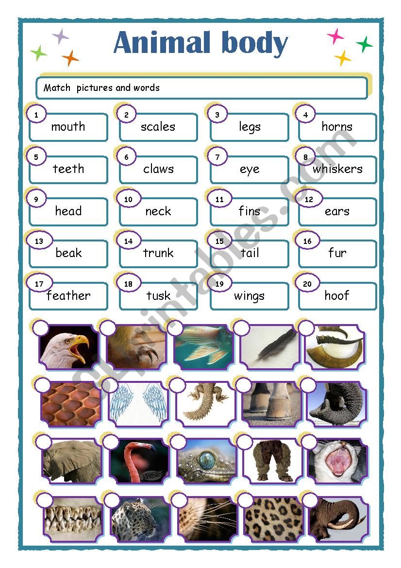 Animal body worksheet