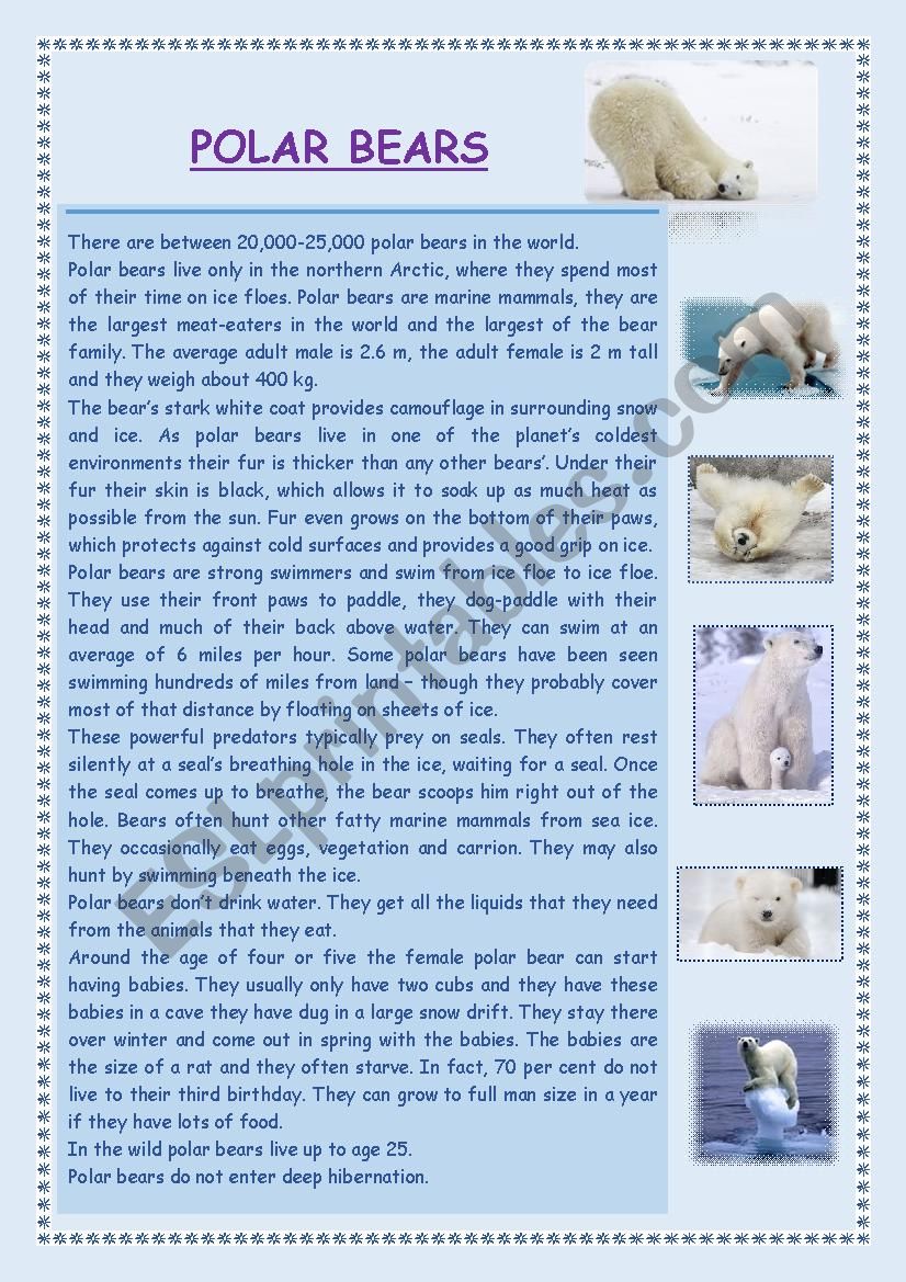 Polar Bear worksheet