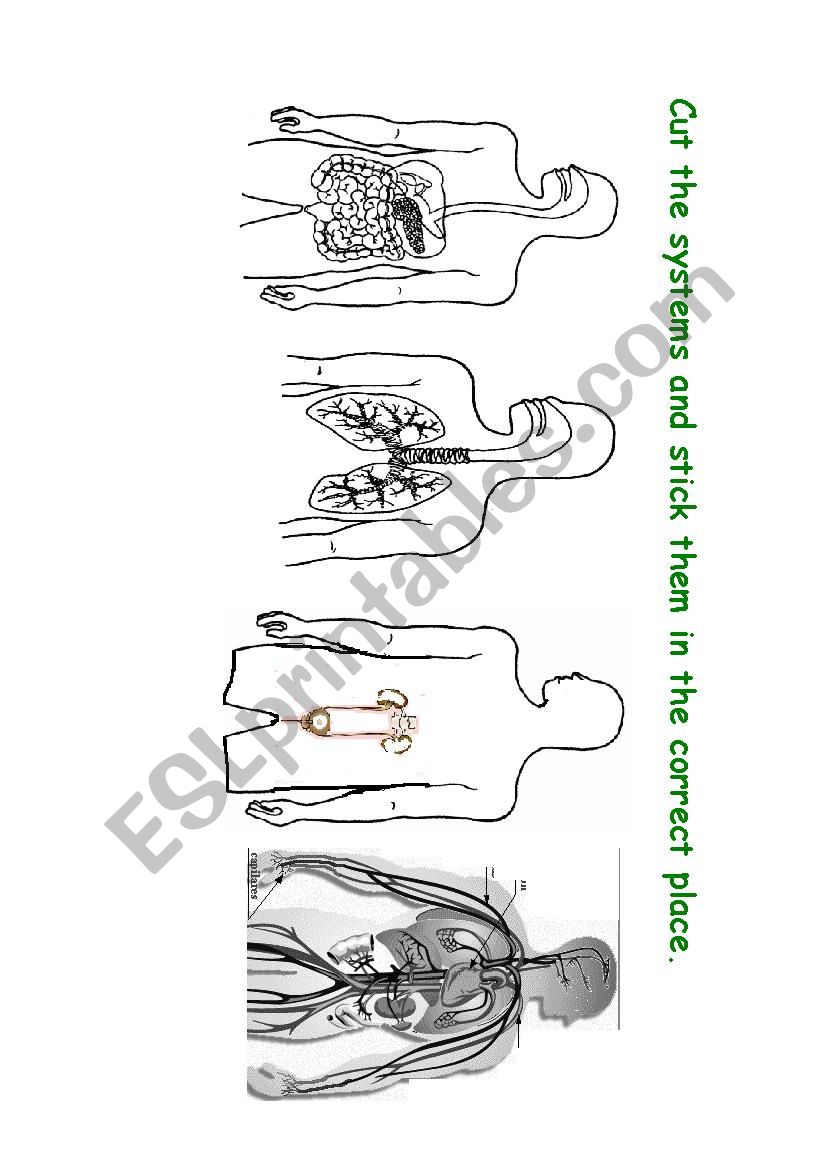 Body Systems worksheet