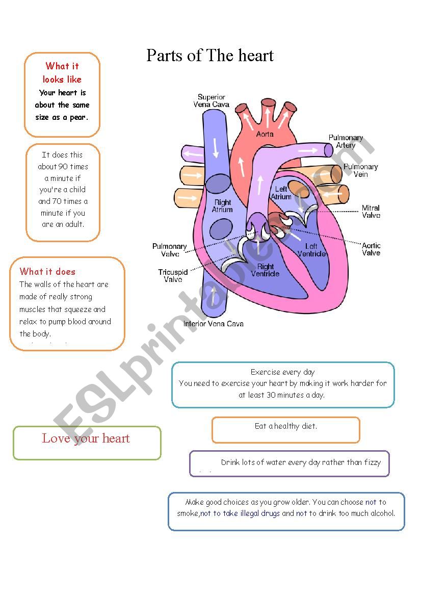 PARTS OF THE HEART worksheet