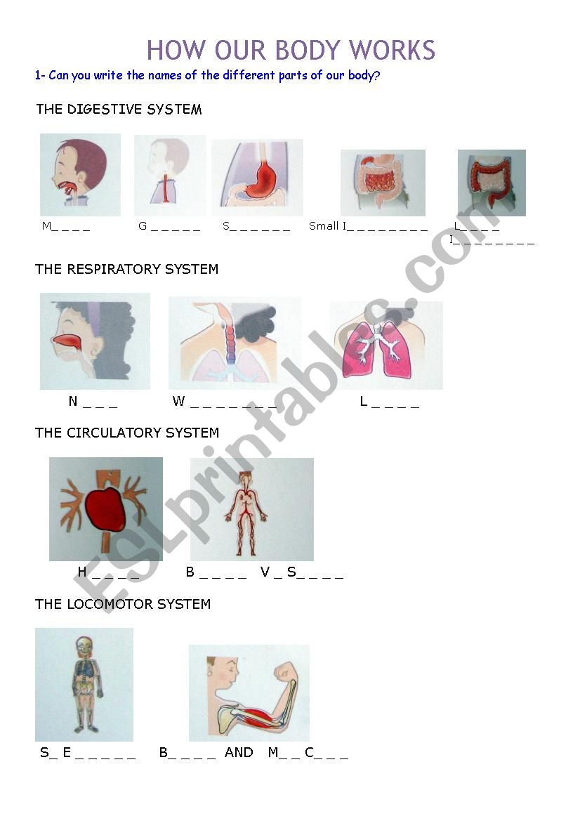 THE BODY: internal organs worksheet