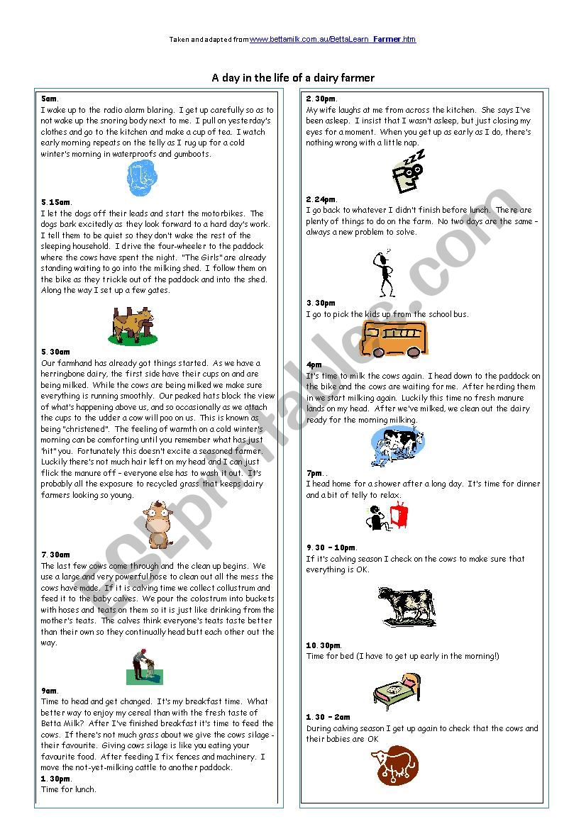 Present Simple used for Routines on Dairy Farms - reading and ws