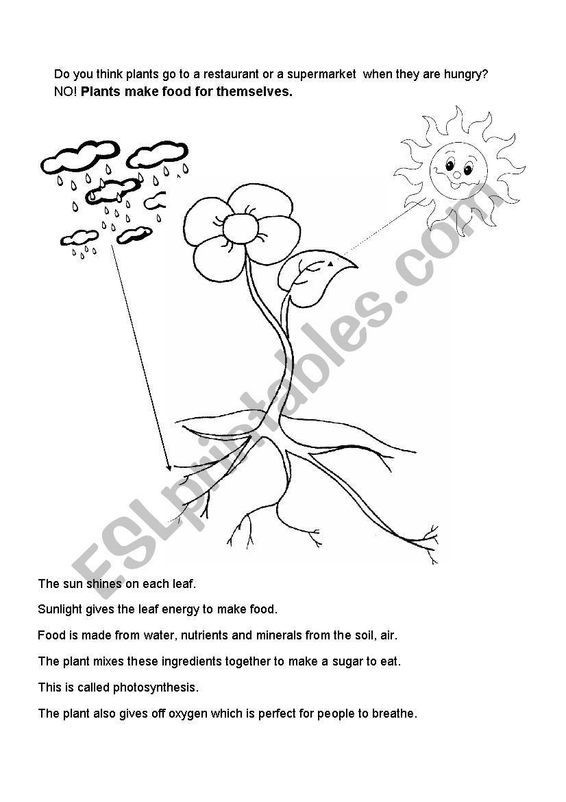 Easy photosynthesis worksheet