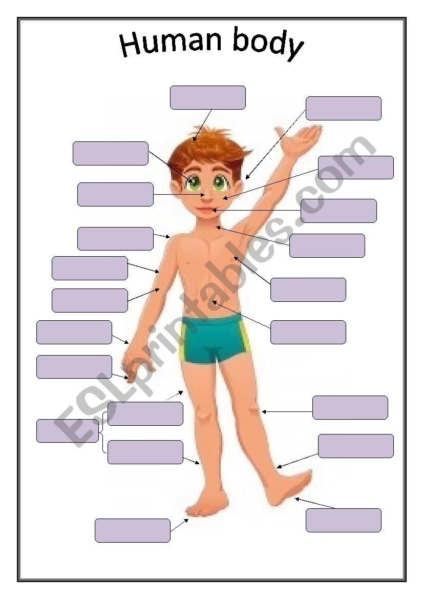 Human body - basic vocabulary worksheet