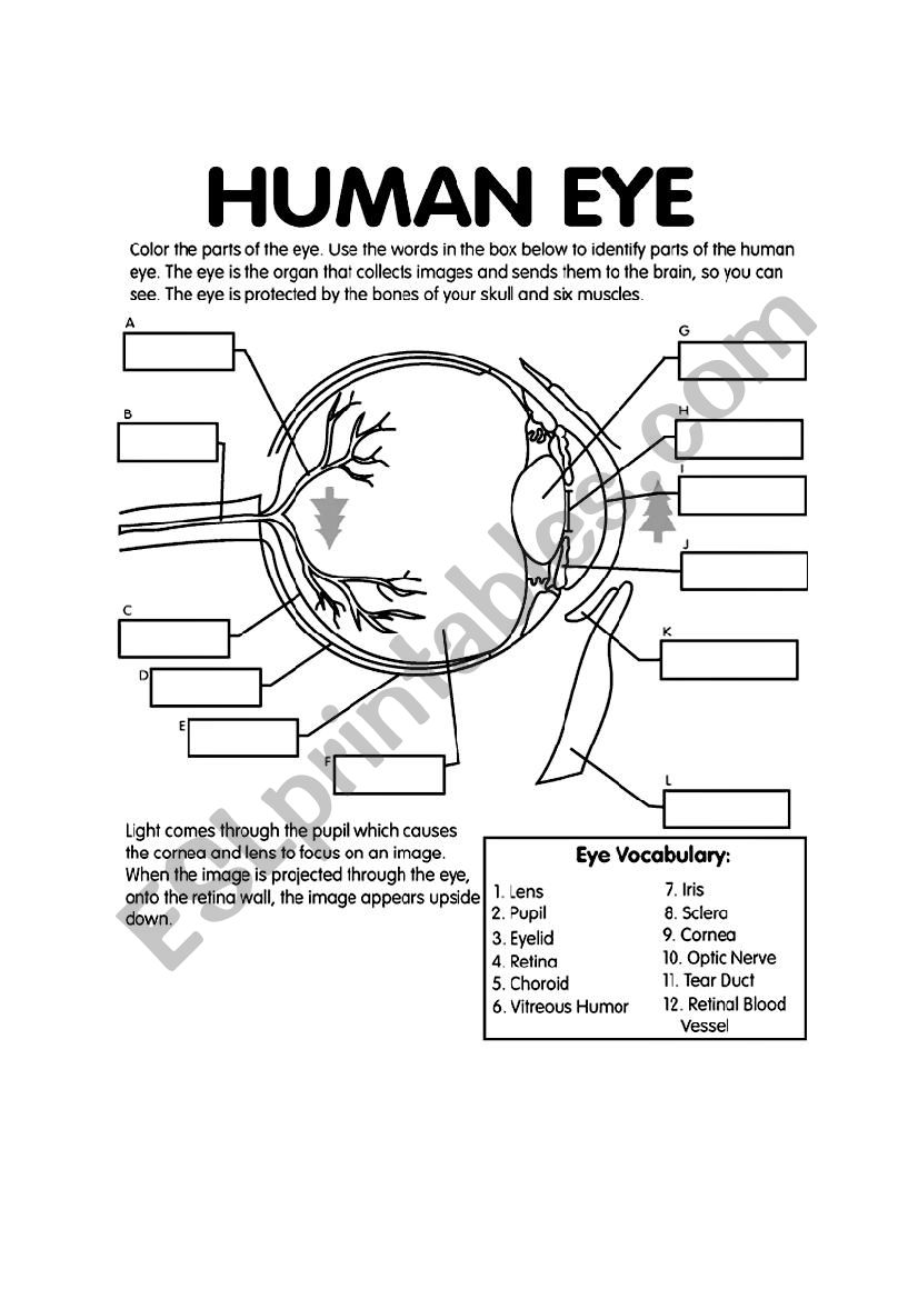 Label the eye worksheet