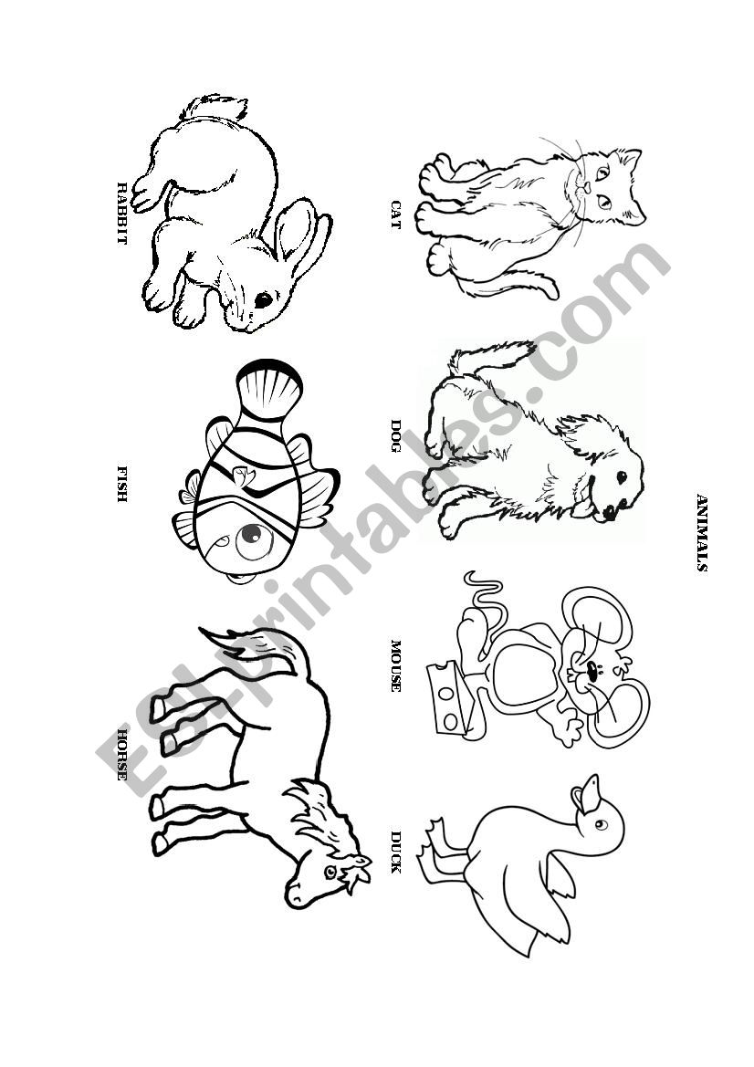 animals worksheet