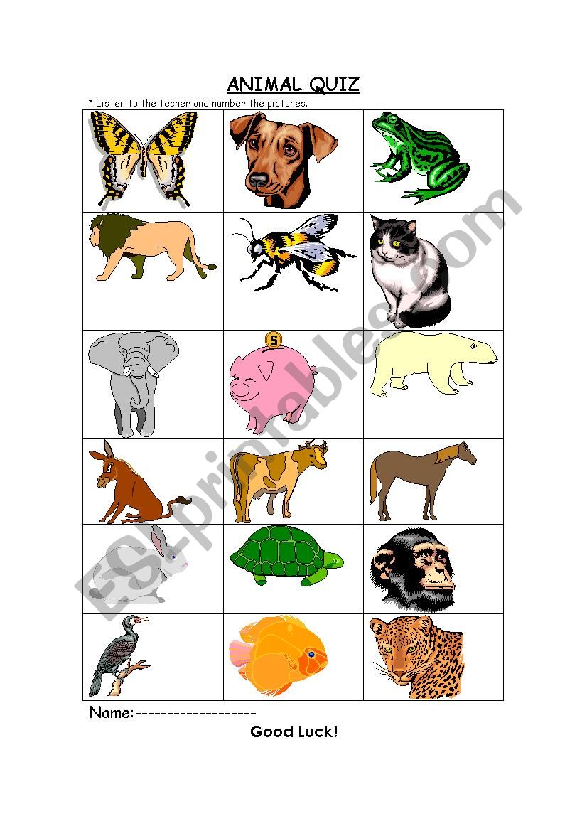 animals quiz worksheet