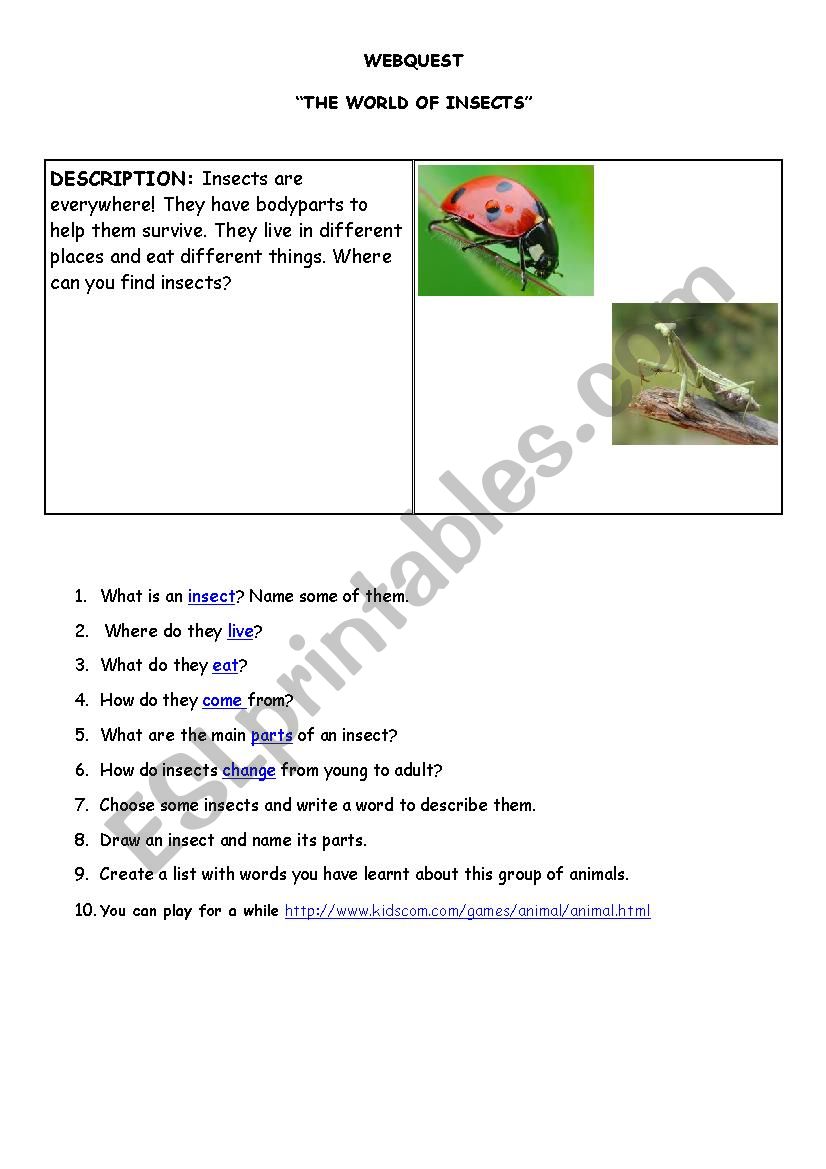 Everything on insects worksheet