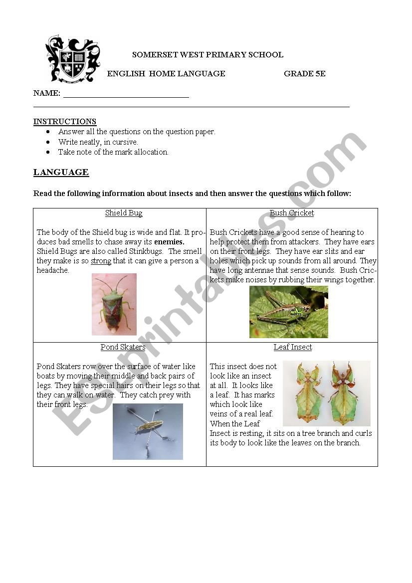 Insect Comprehention worksheet
