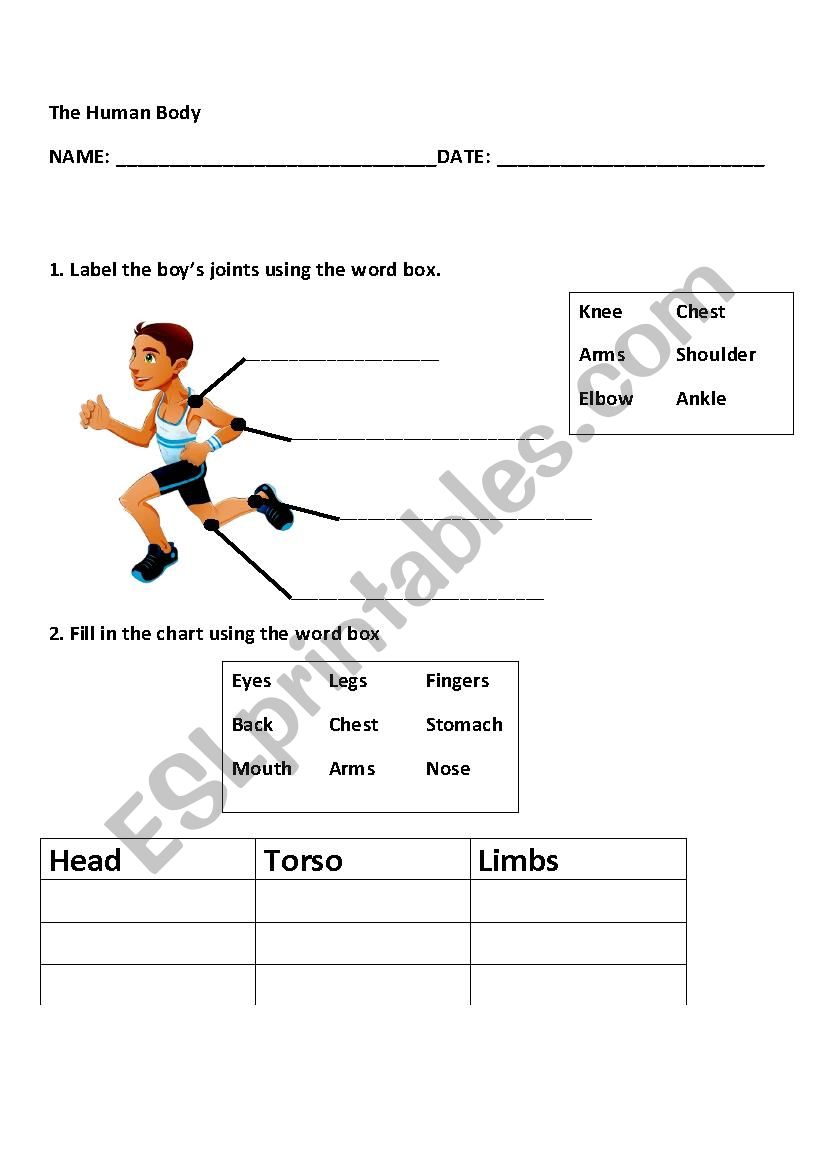 Human Body  worksheet