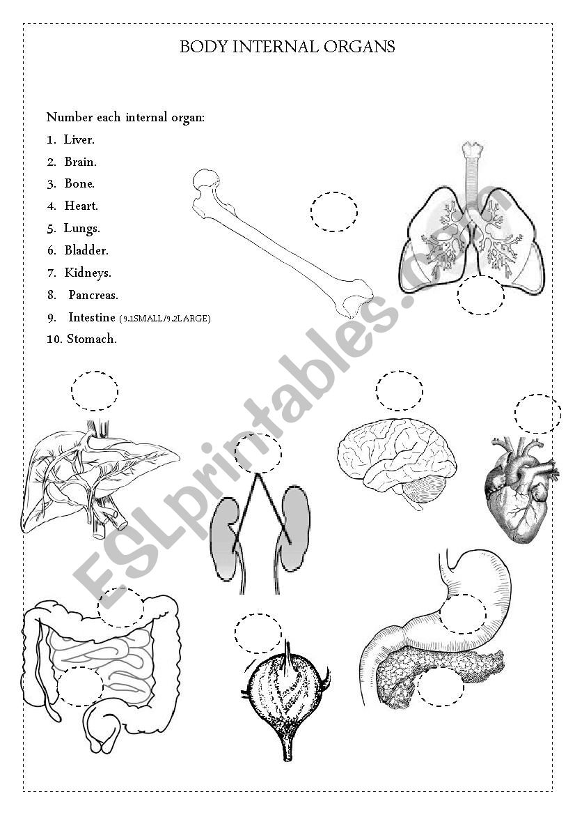 BODY INTERNAL ORGANS worksheet