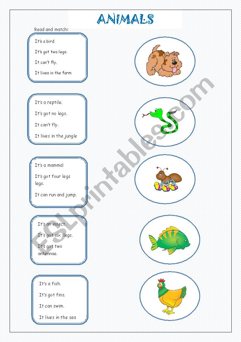 Animals worksheet