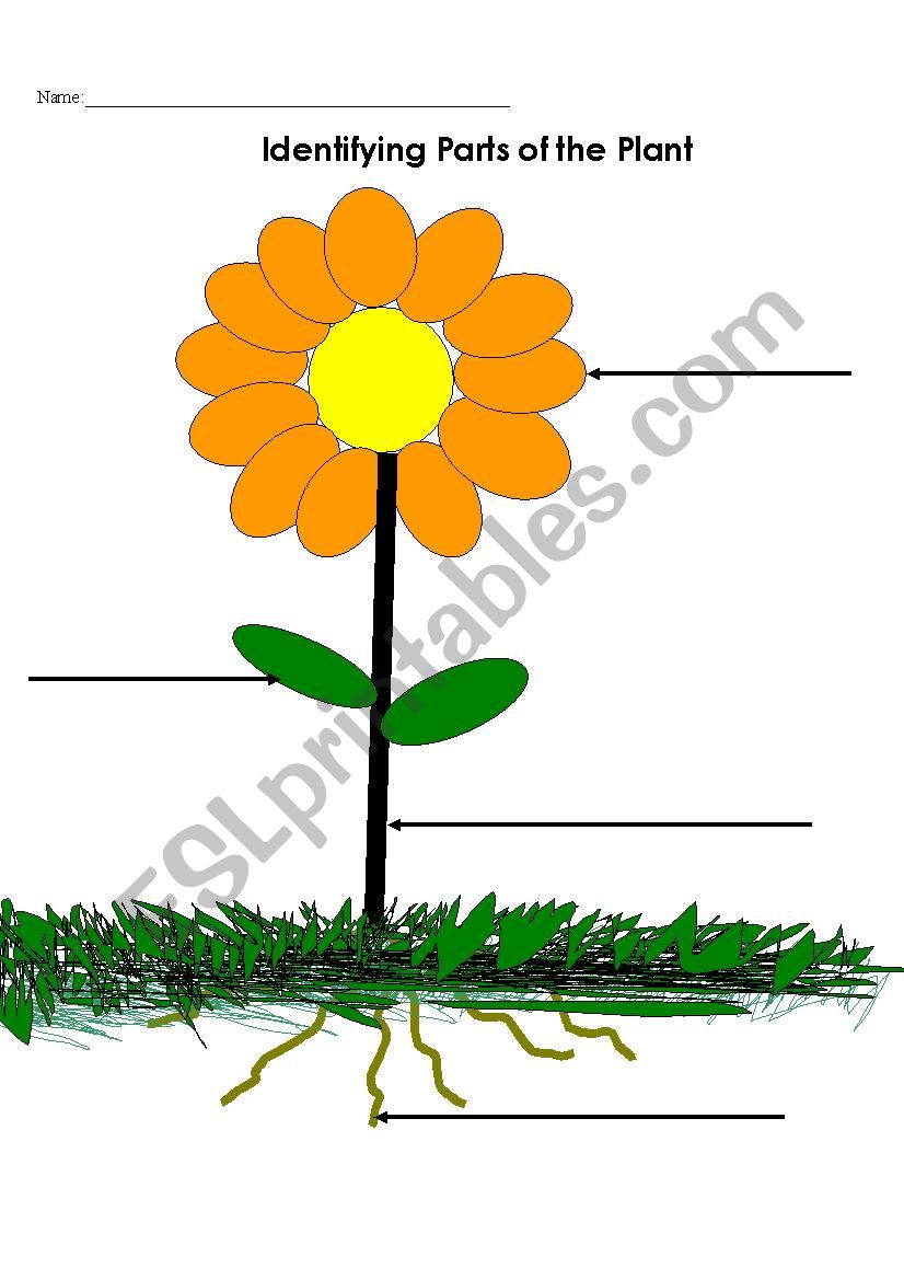 Parts of a Flower worksheet