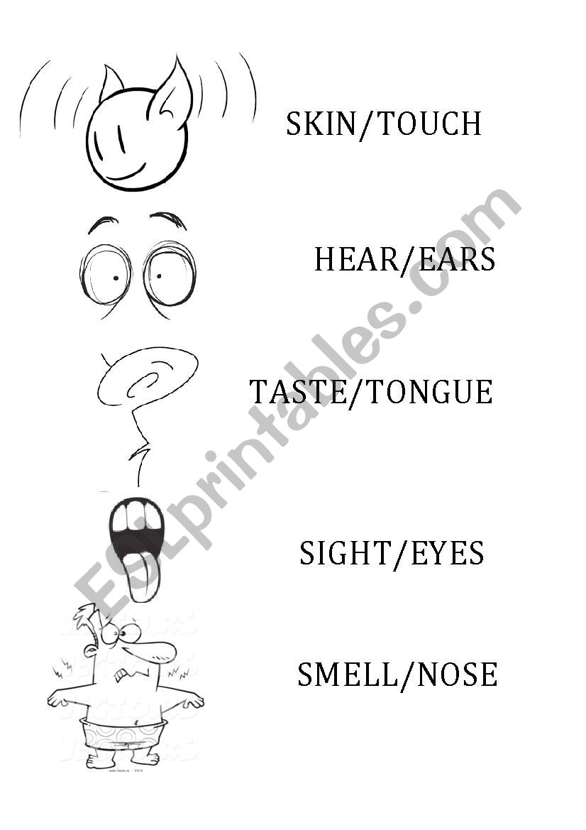 Senses Organs worksheet