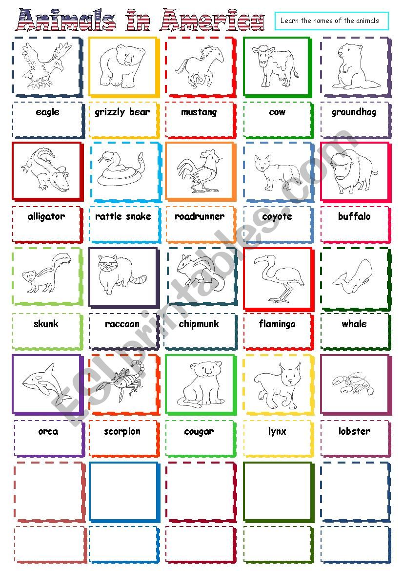 Animals in America worksheet