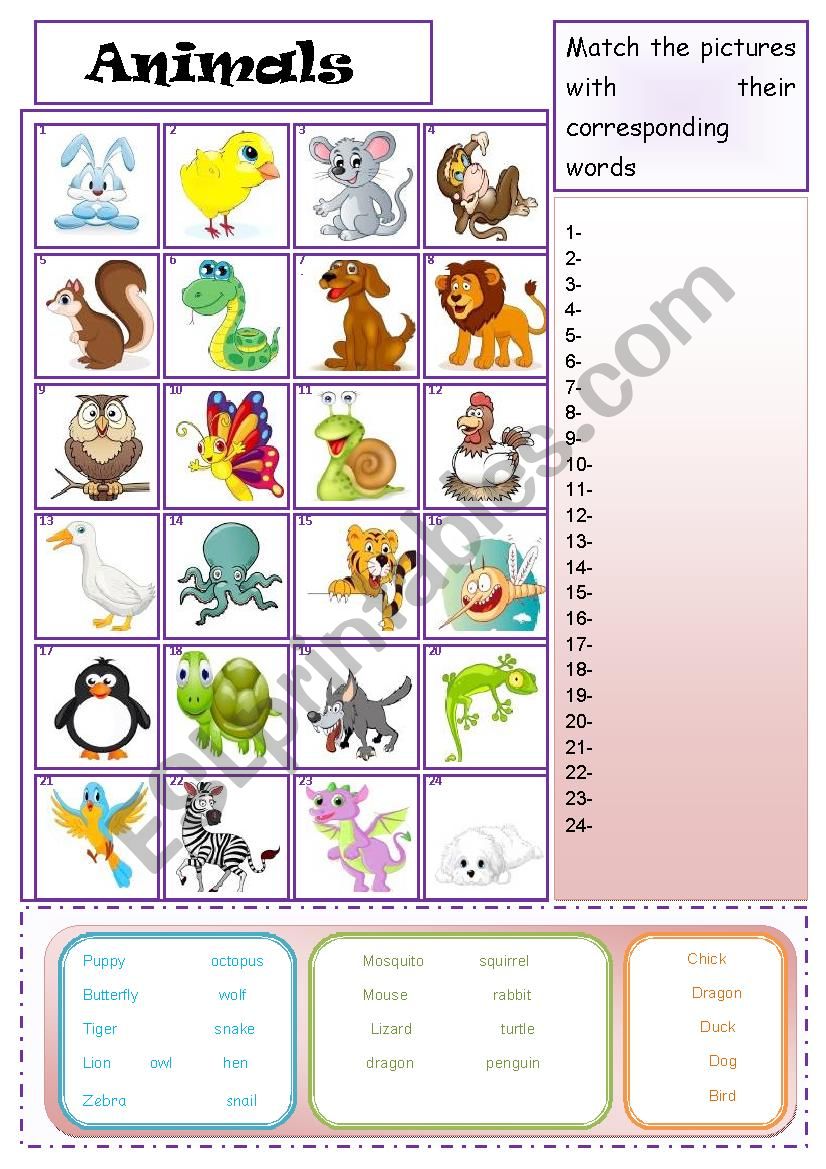 animals worksheet