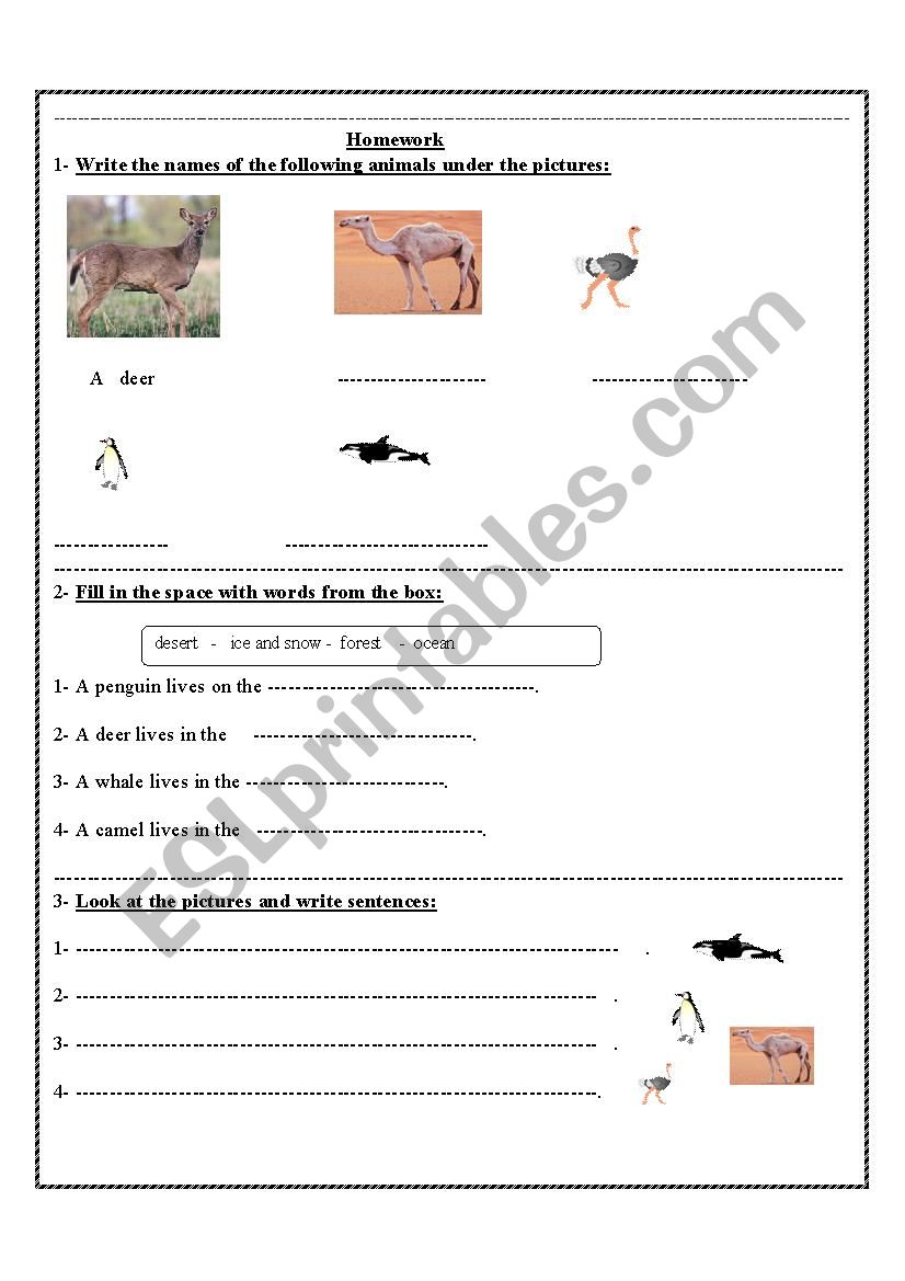 animals worksheet