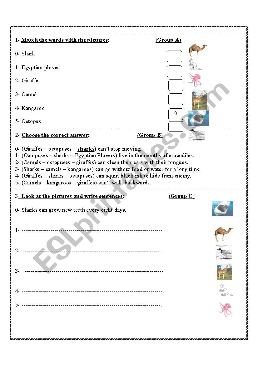 animals characteristics worksheet