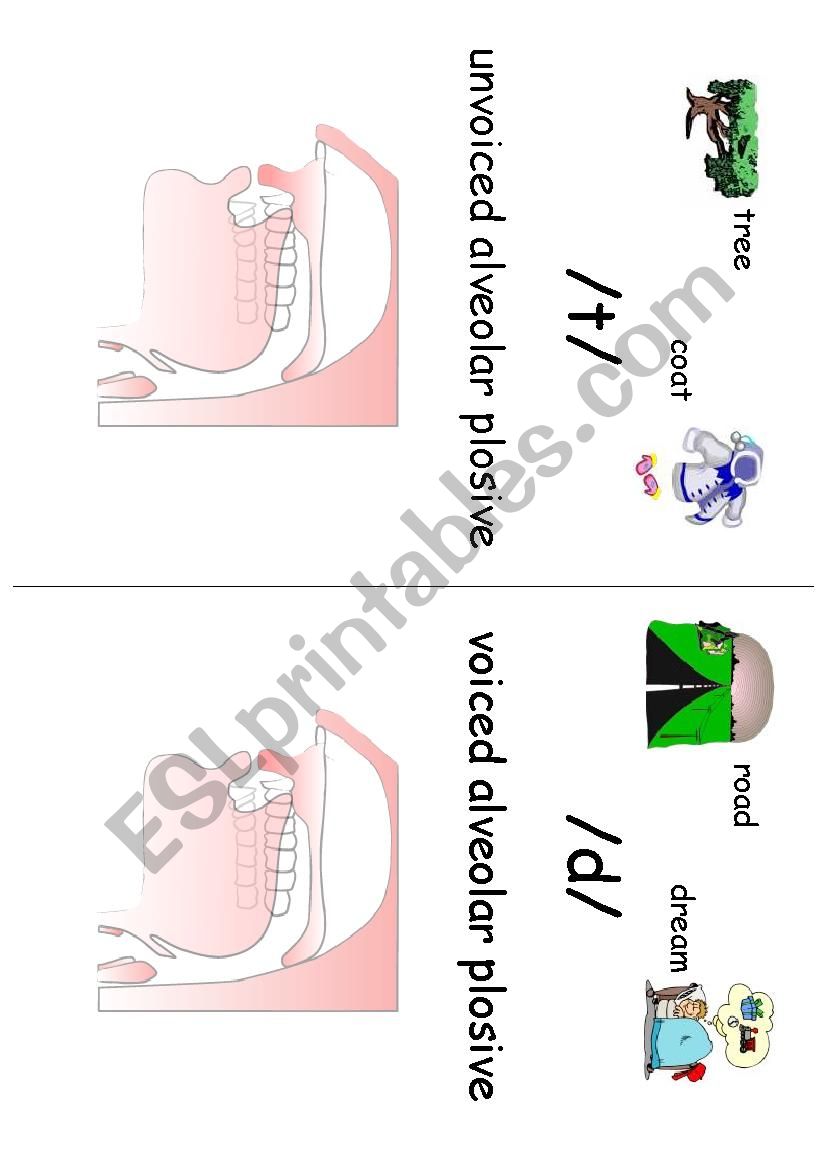 The sounds t and d worksheet