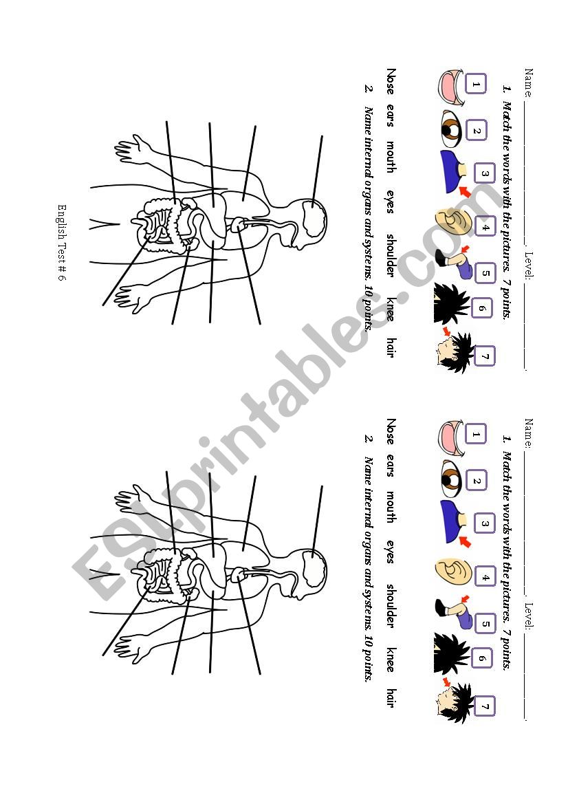 internal organs worksheet