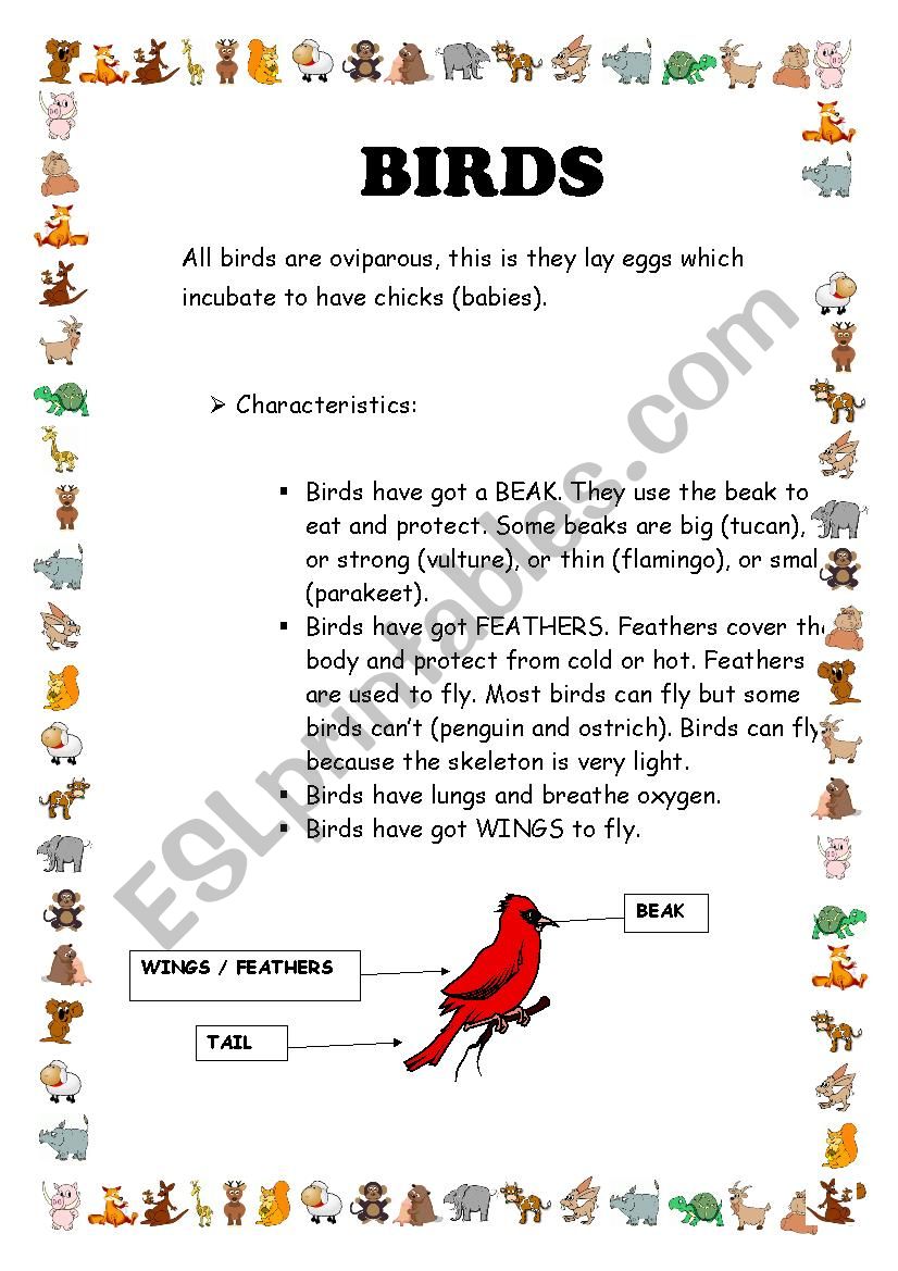 Reading comprehension. Birds. worksheet