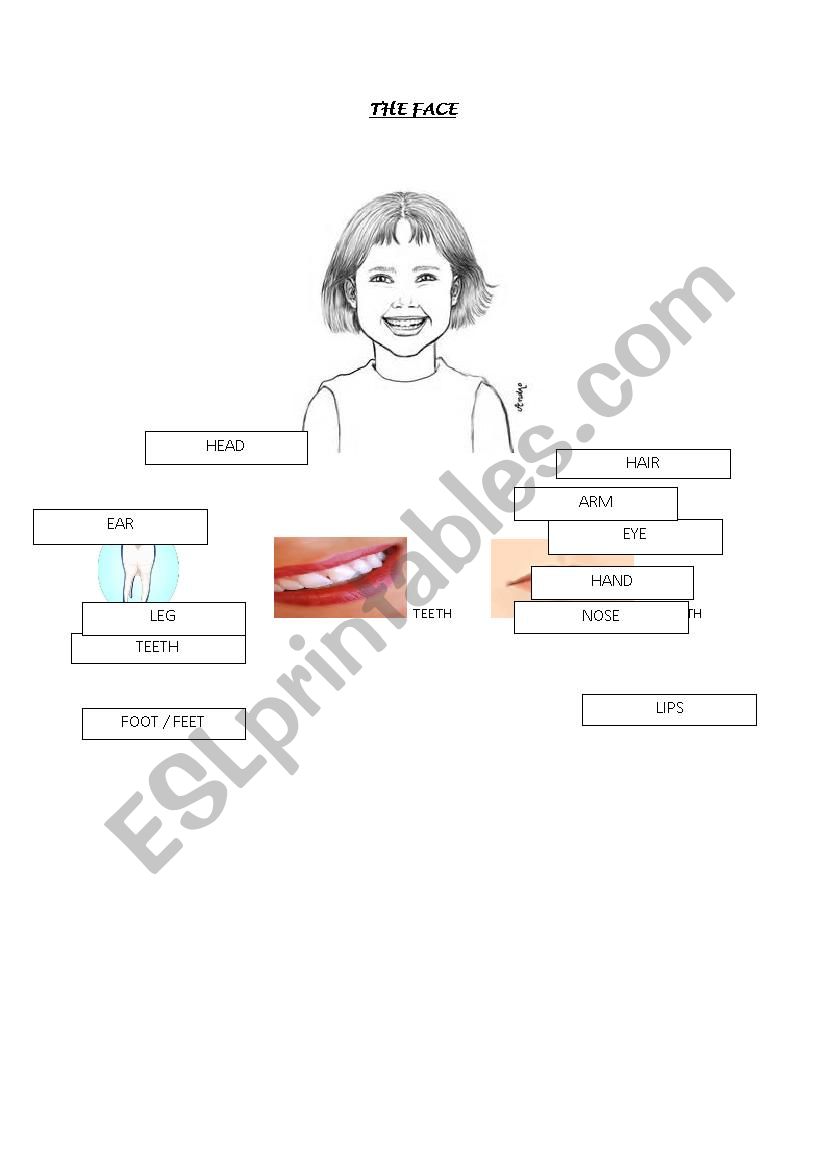 Vocabulary - Face and body worksheet