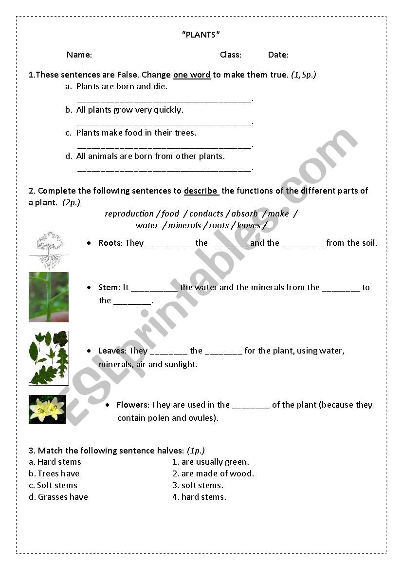 Exercises about plants worksheet