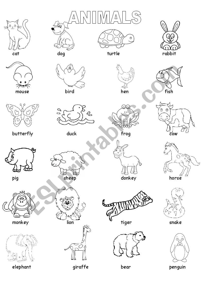 Animals worksheet