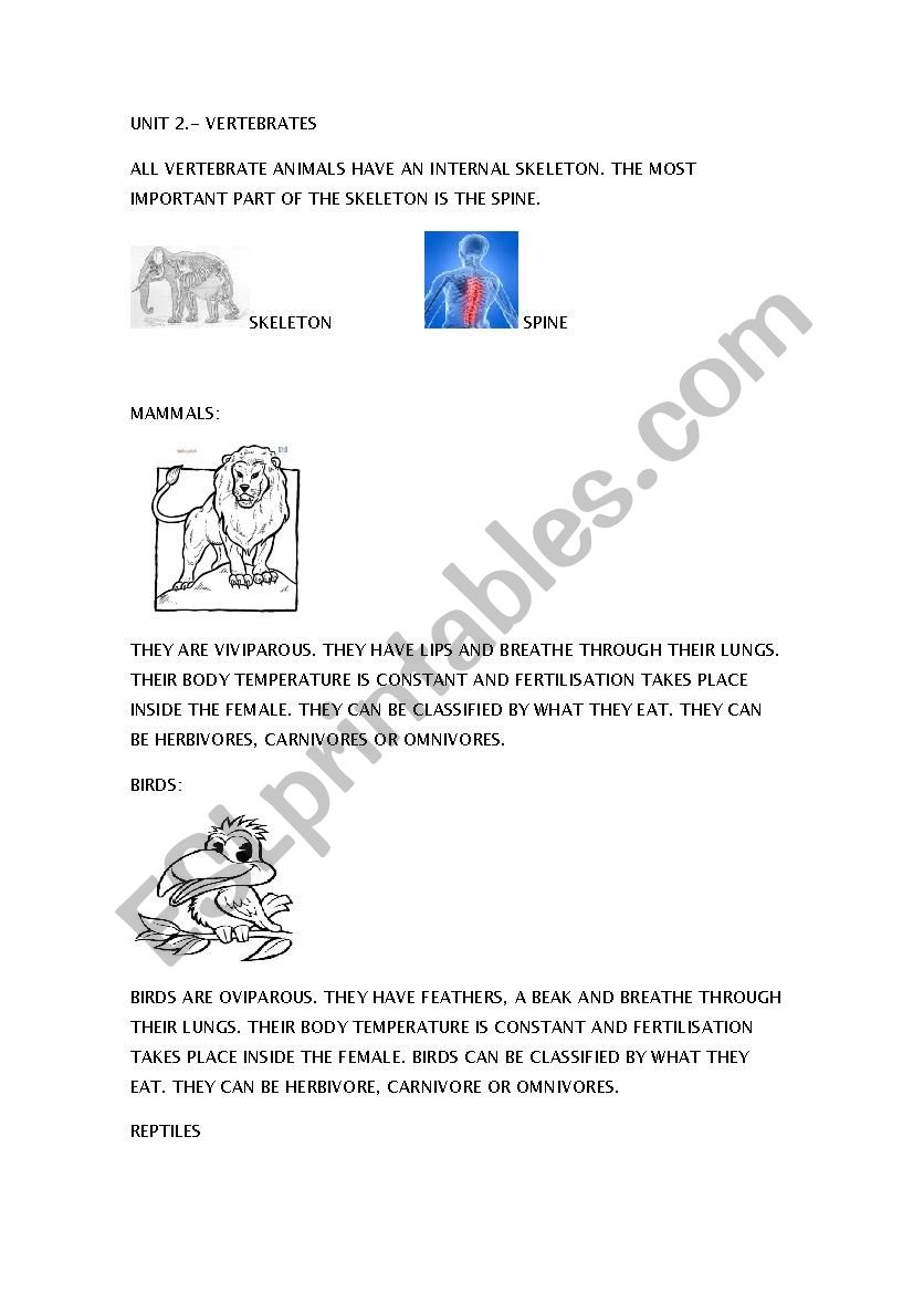 VERTEBRATES worksheet