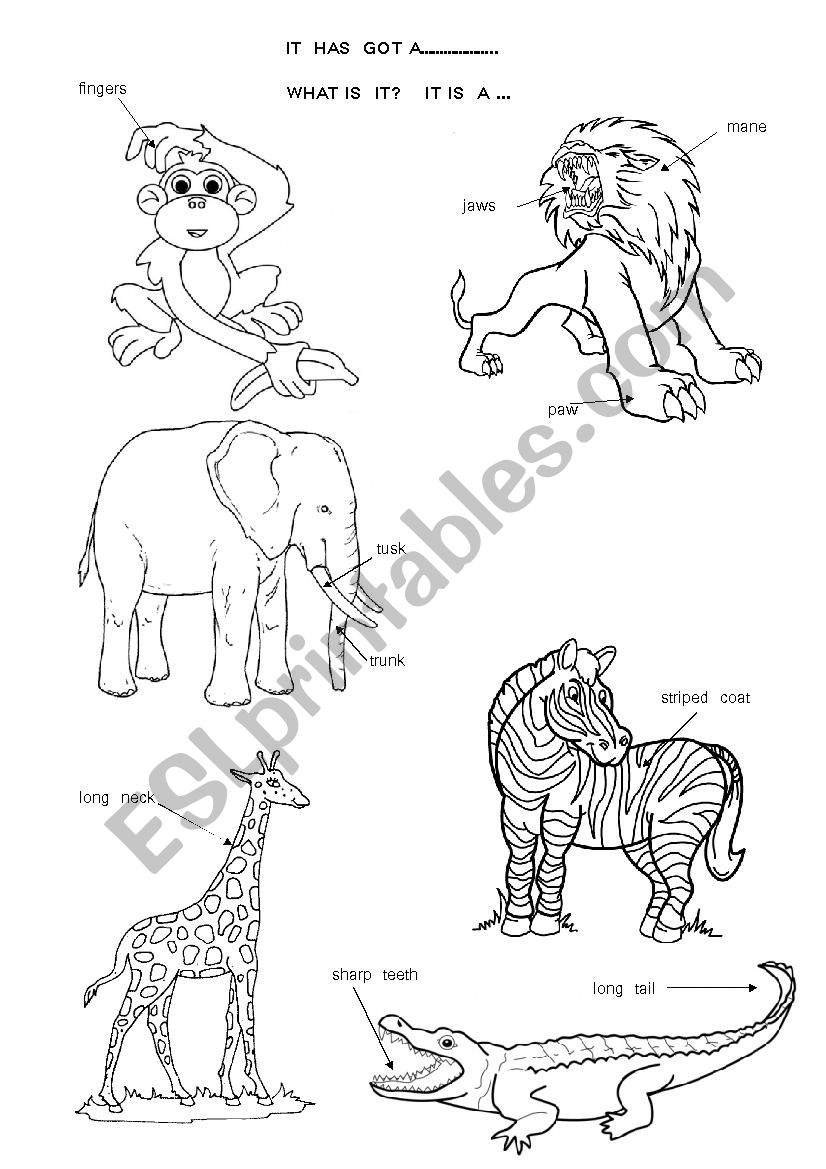 Animals worksheet