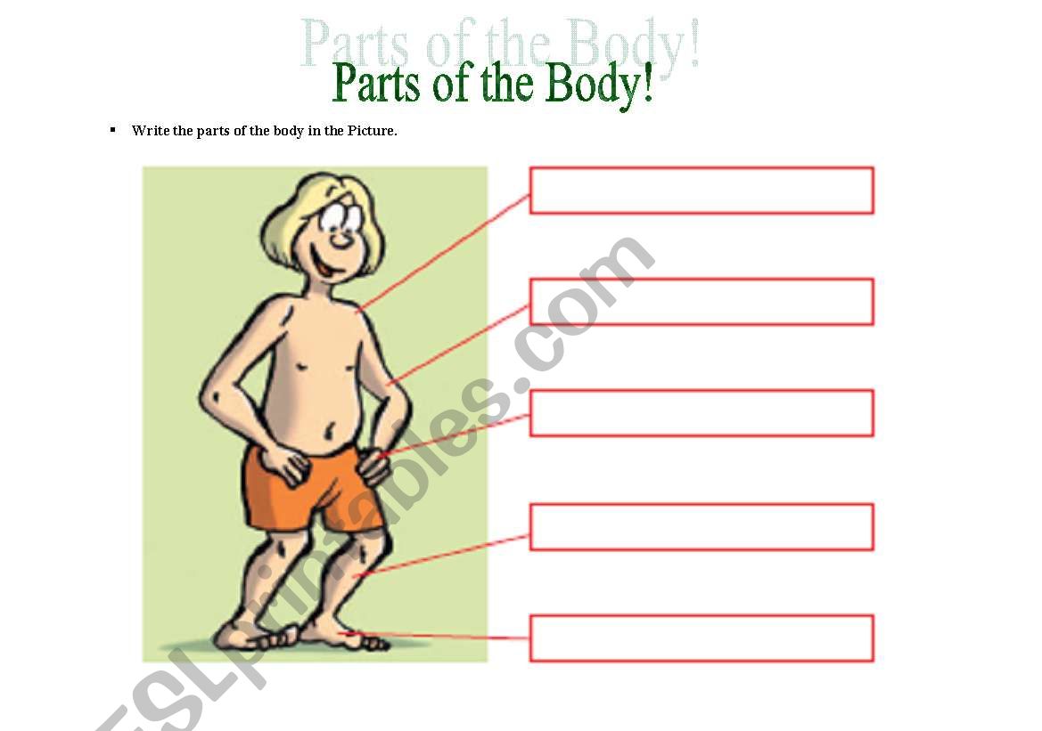 Parts of  the Body worksheet