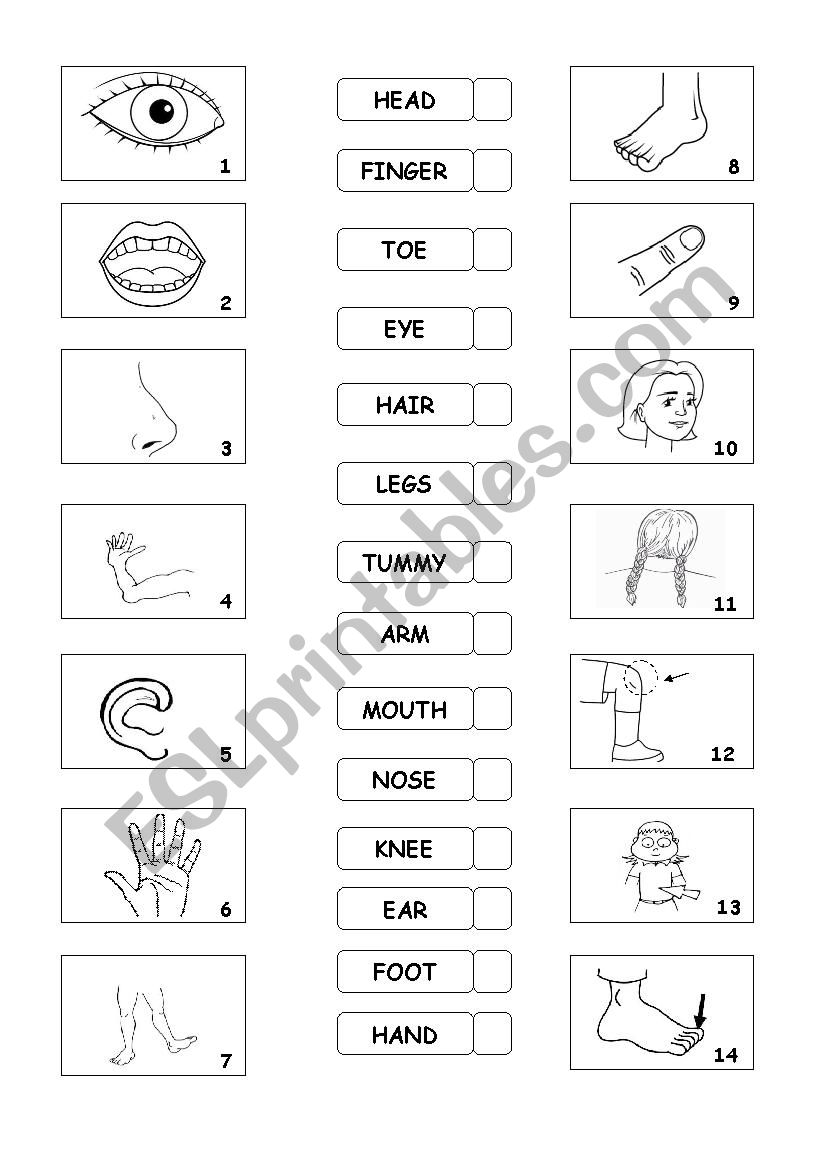 Human Body worksheet