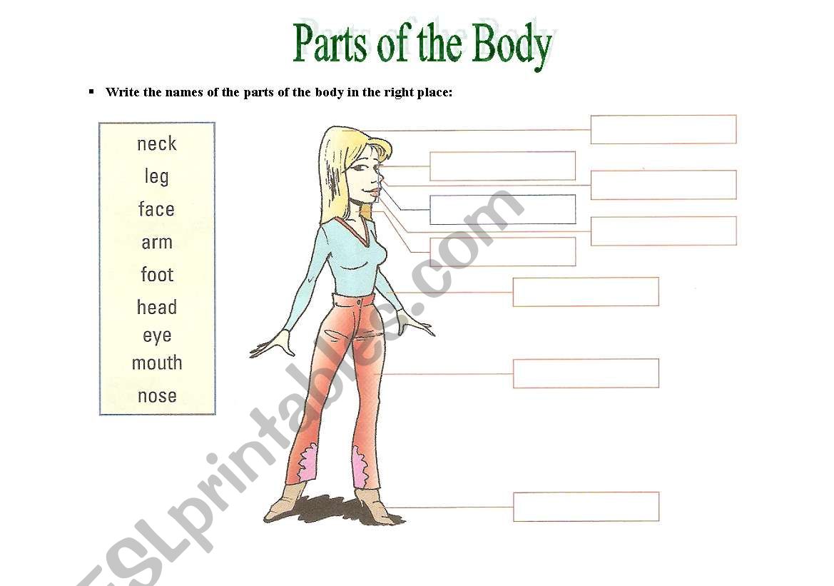 Parts of the body worksheet