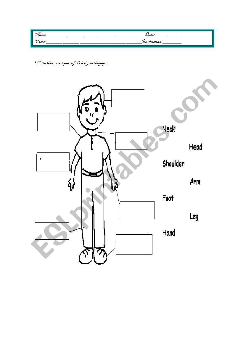 Parts of the body worksheet