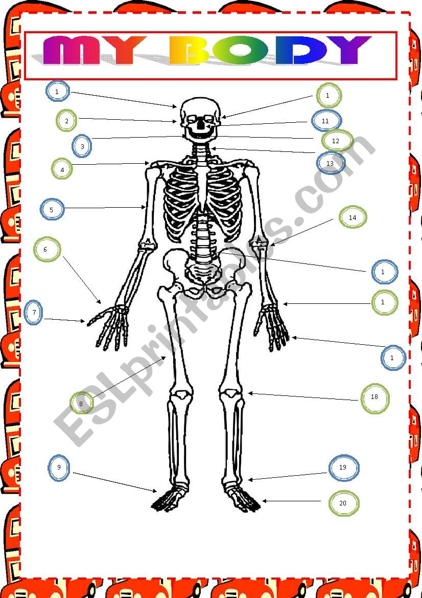 MY BODY worksheet