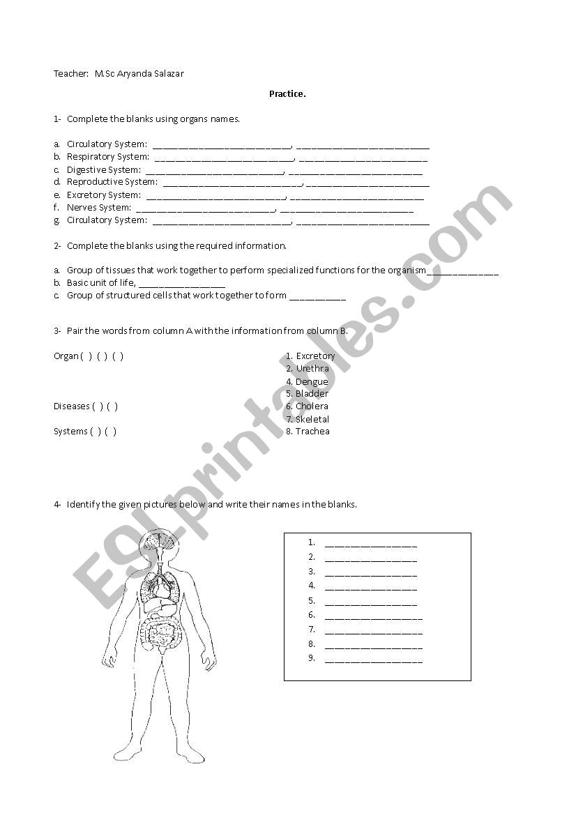 Human Body Organs worksheet